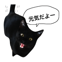 [LINEスタンプ] 黒猫さんお返事スタンプ