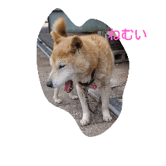 [LINEスタンプ] 柴犬のちゃちゃ