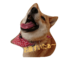 [LINEスタンプ] 柴犬♡ゆずのスタンプ