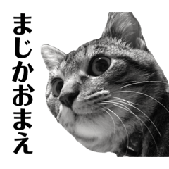 [LINEスタンプ] キジトラ猫のホクトさん2