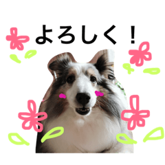 [LINEスタンプ] シェルティスタンプクーとレオン