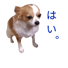 [LINEスタンプ] うちのきなさん