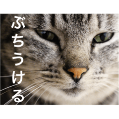 [LINEスタンプ] サバトラ猫のコハル☆広島弁