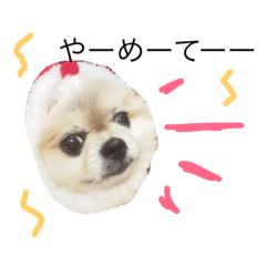 [LINEスタンプ] ポメラニアンのモモちゃん2