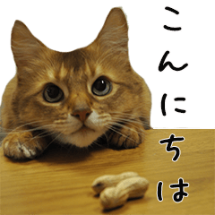 [LINEスタンプ] 猫ソマリの日常