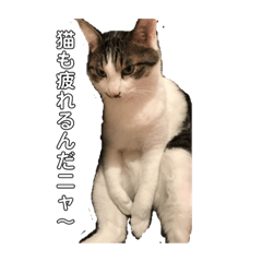 [LINEスタンプ] 猫の双子