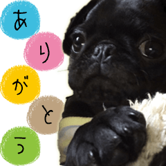 [LINEスタンプ] 黒パグの子犬パグ男スタンプ①