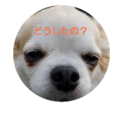 [LINEスタンプ] チワワ1.0