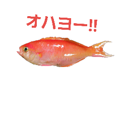 [LINEスタンプ] 魚スタンプ777