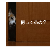 [LINEスタンプ] ジャックラッセル夏のつぶやき♪