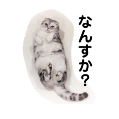 [LINEスタンプ] 関西弁スコティッシュフォールドCOCOA様。