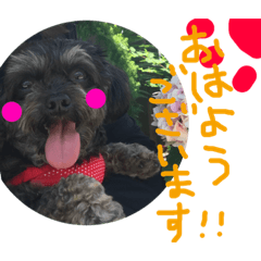 [LINEスタンプ] トイプードル×ダックス