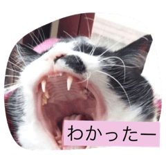 [LINEスタンプ] 悪いねこた