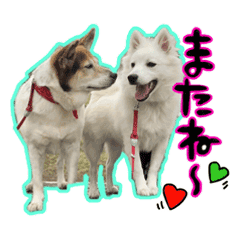 [LINEスタンプ] 日本スピッツのユキと先輩犬パピたん