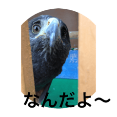 [LINEスタンプ] 小川動物園をお楽しみください