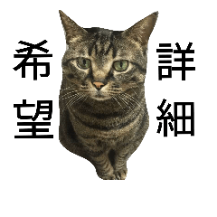 [LINEスタンプ] 猫のにちじょう、