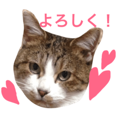 [LINEスタンプ] まぁちゃんです